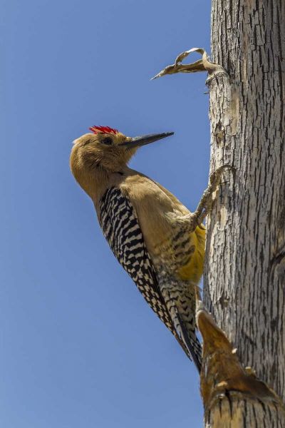 AZ, Sonoran Desert Gila woodpecker on ocotillo
